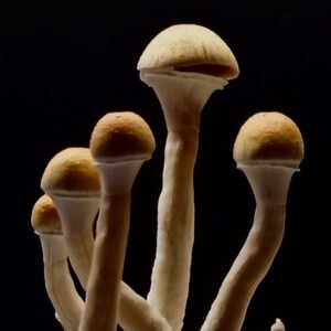 Grow Kit B+ AK-47