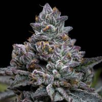 Apple Fritter 1 u. fem. Barney's