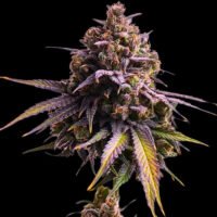 Auro RS11 - 3 u. fem Empire Seeds