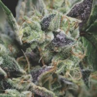 Auto Gorilla 5 u. fem. Pyramid Seeds