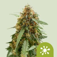Auto Sticky Queen 10 u. fem. Royal Queen