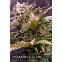 Auto Vision Caramello 3+1 u. fem. Vision Seeds