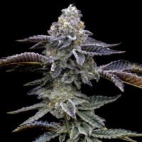 Blue Dream 3 u. fem. Barney's