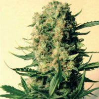Critical Skunk 15 u. reg. Mr. Nice