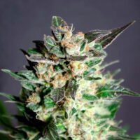 Diesel Glue   3 u. fem. Kannabia Seeds