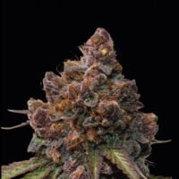 Forbidden Mochi fem.   25 u. Seedstockers Superior