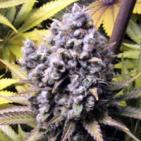 FrenCheese  3 u. fem French Touch Seeds