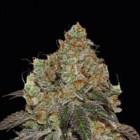 Frosty Tooth fem.   25 u. Seedstockers Superior