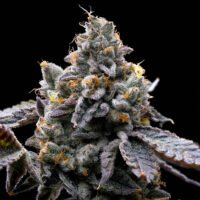 GMO Cookies  3 u. fem. Barney's