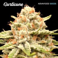 Garlicane   3 + 1 u. fem. Advanced Seeds