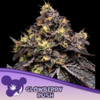 Glowberry Rush  5 u. fem Anesia
