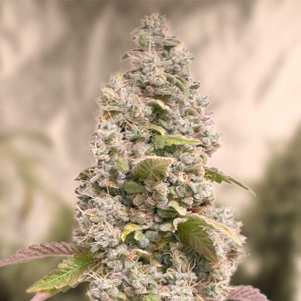 Gorilla Cookies Fast High Speed Buds