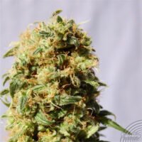 La Reina de Africa   5 u. fem. Kannabia Seeds