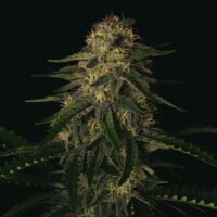 Melon Gum 3 u. fem Pure Instinto