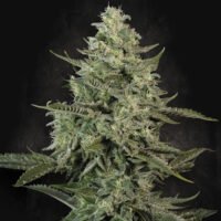 Mendo Creme  5 u. fem. Paradise Seeds