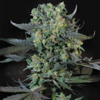Momo  3 u. fem. Paradise Seeds