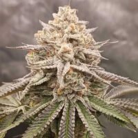 Orange Runtz Cake 2.0 - 7 u. fem Conscious Genetics