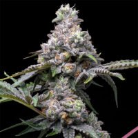 Papaya X Hollywood 6 u. fem Cookies Seed Bank
