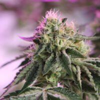 RS11 x Banana OG 10 u. fem. Barney's x DOJA