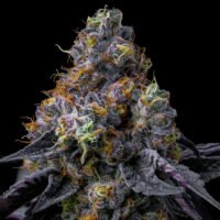 Rainbow Sherbet  3 u. fem. Barney's