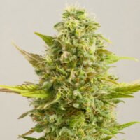 Royal Kush 5u. G13 Labs