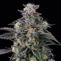 Super Boof  5 u. fem. Barney's