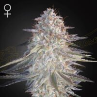 Super Lemon Haze x Pink Candy  1 u. fem. Green House