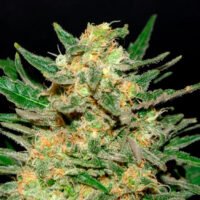 Thai Fantasy   1 u. fem. Kannabia Seeds
