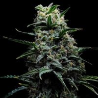 Zlushi  3 u. fem Empire Seeds